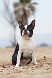 BOSTON TERRIER 393